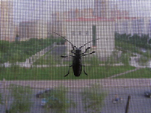 混杂的意思，混杂偏倚名词解释