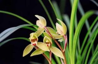 保山兰花品种及图片，保山市兰花交易市场的地址