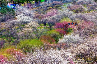 snowsea是什么牌子