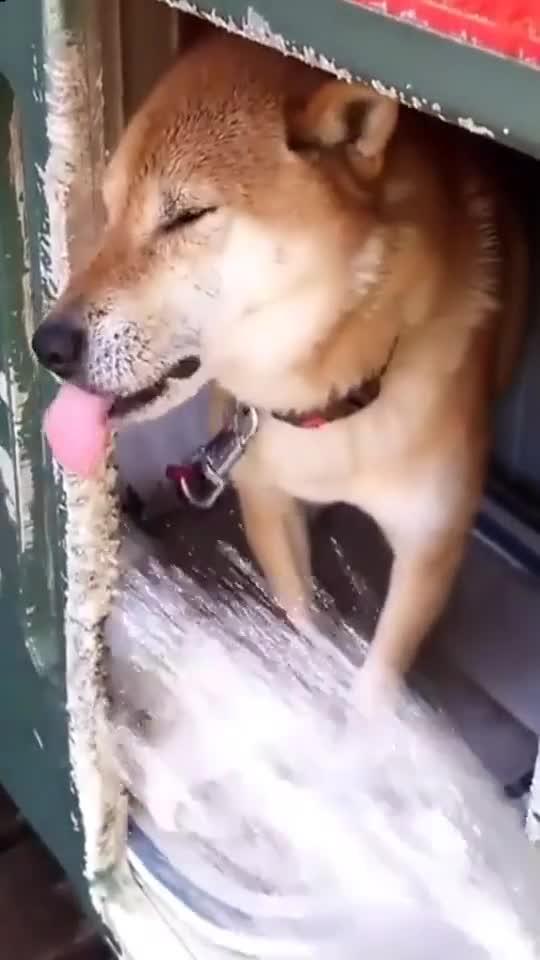 喂小狗需要注意什么，喂小狗吃东西