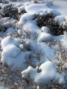 二月雪纸巾是品牌吗