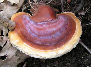 芝草无根的意思