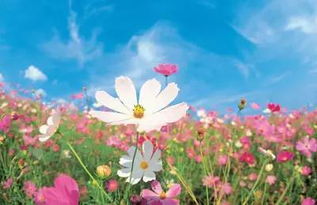 依米花真的存在吗，依米花阅读短文答案