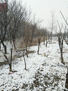 二月雪的诗句，二月雪的短句