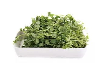 豌豆苗种植方法及管理