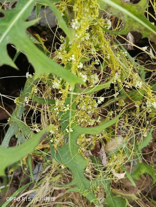 天雨虽宽不润无根之草,下一句是什么?