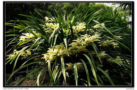 中国兰花交易网卖家的收款多长时间能到账