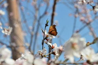 春夕/春夕旅怀赏析