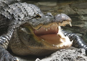 有人知道这个出处吗?