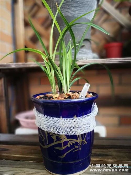 素冠荷鼎兰花简介，素冠荷鼎现在价格