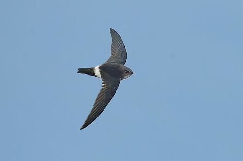 燕组词多音字，艳组词100个