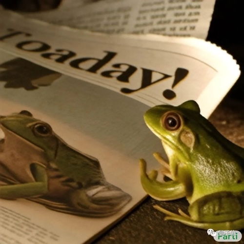 奇诺比奥为什么叫toad