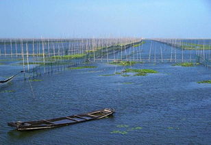 石臼湖多大面积，石臼湖大桥全长多少公里