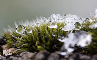 物候现象是什么意思，物候期名词解释