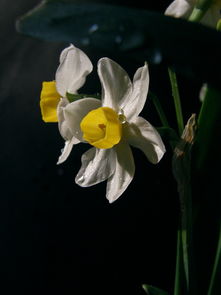 冷香多肉好度夏吗，冷香丸配方