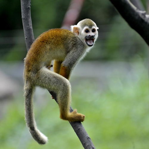 松鼠猴的图片，松鼠猴为什么叫松鼠猴