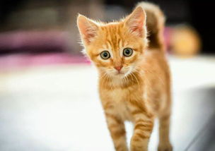 民是什么偏旁?什么结构?