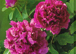 形容一个人头发有黑色和紫色