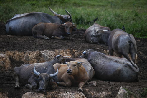 水牛的拼音怎么拼写声调，斑马的拼音