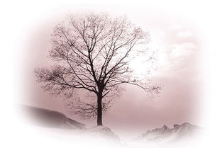 席慕容散文成长的痕迹摘抄并赏析以及主要内容