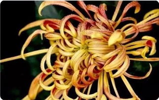 应傍战场开应读音意思，应傍战场开的拼音怎么读