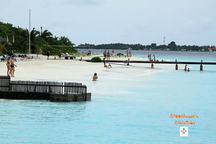 密歇根大学，密歇根大学安娜堡分校