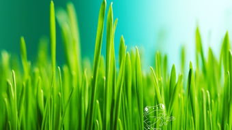 小草具有什么样的精神