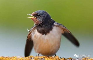 报得三春晖三春指哪三春，三春指哪三春酒