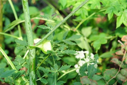 柳州二月榕叶落尽偶题