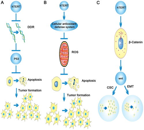 生物体结构和功能的基本单位是，生物体从简单到复杂的排列顺序是什么