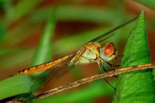 蜻组词造句一年级，蝇组词
