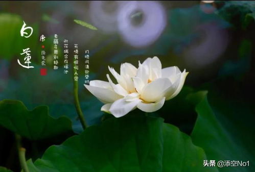 素雅和淡雅的区别