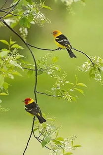 草长莺飞的意思是什么?