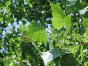 冬天落地的杨树叶多久腐烂