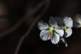 冷香是什么意思