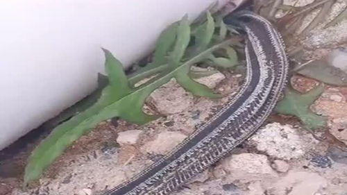 一朝被蛇咬下一句是什么?