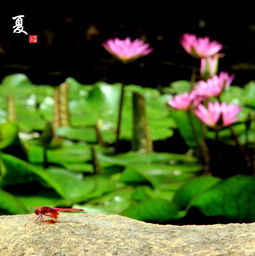 春天在哪里，夏天在哪个地方