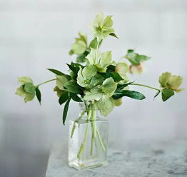 绿菟葵精灵王画戟是什么时候出现的