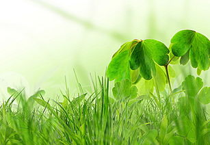 小草的精神品质比喻人的作文，有关小草的诗句能写出小草的精神
