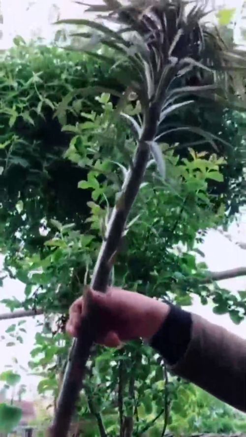 长生不老打植物名，长生不老打一个生肖