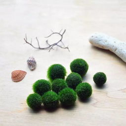 marimo(海藻球)怎么辨别真假