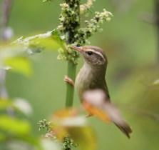 草长莺飞二月天的全诗，草长莺飞造句