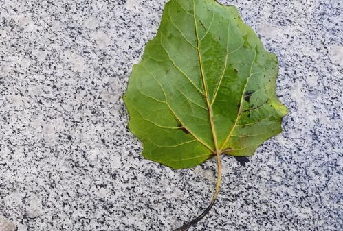 杨树叶子像什么，杨树叶像什么比喻句