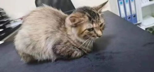 鱼猫的友情故事作文