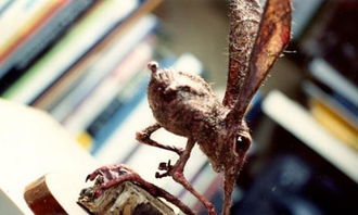 鼻行动物图片，鼻行动物百科