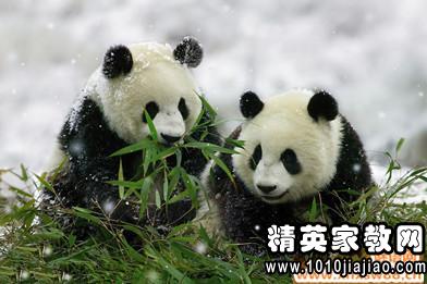 关于动物的英语谚语有哪些，关于动物的英语谚语并造句