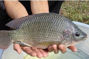 各种鱼图片及名称