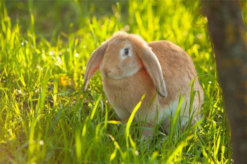 二八佳人猜一生肖