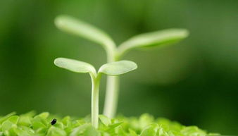 关于描写春天的对联有哪些