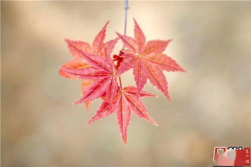 嫩红素的作用，嫩红的意思解释